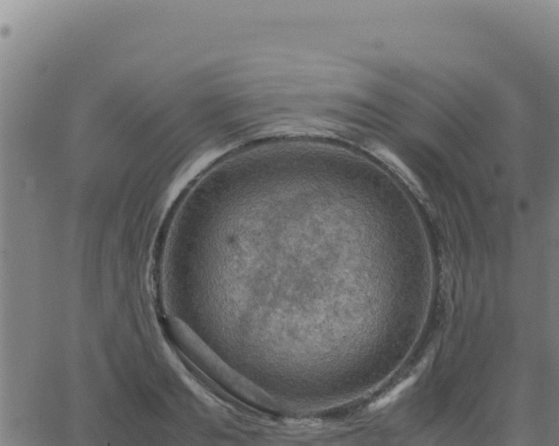 X0000062850893200601201700