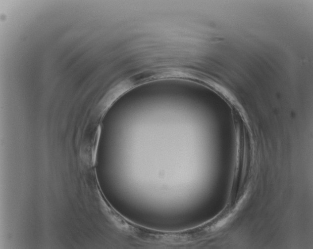 X0000062850905200601201700