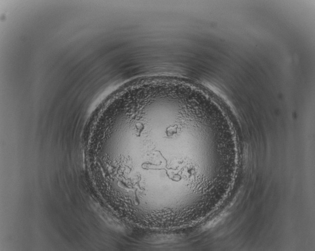 X0000062850925200601201659