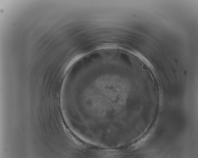 X0000062850953200601201700