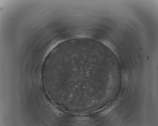 X0000062851023200601201658