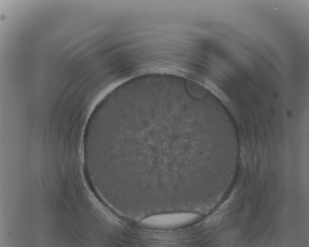 X0000062851028200601201658