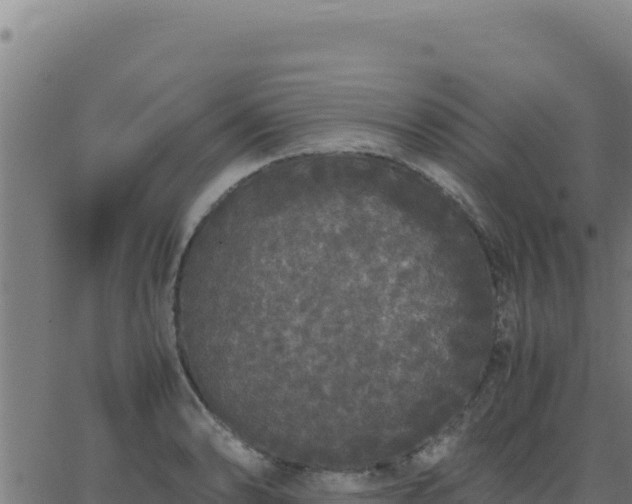 X0000062851086200601201657