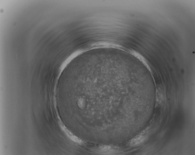 X0000062851098200601201657