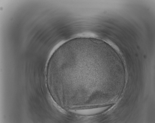 X0000062851248200601201655