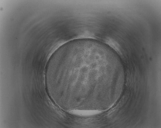 X0000062851268200601201654