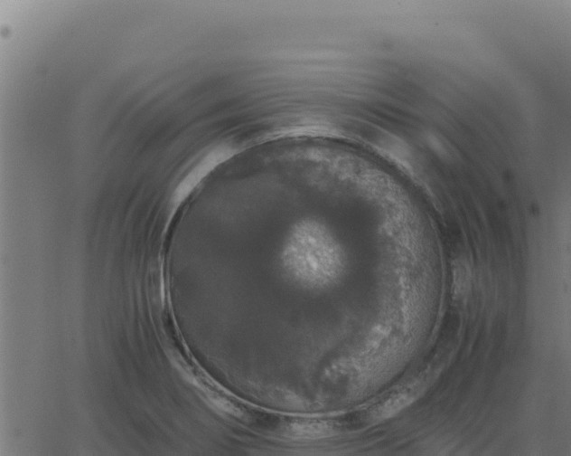 X0000062851274200601201654