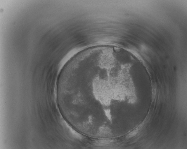 X0000062851294200601201654