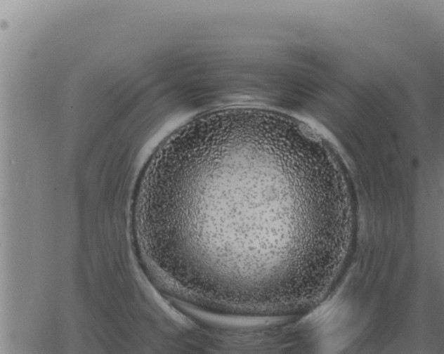 X0000062851333200601201653