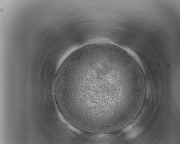 X0000062851390200601201652