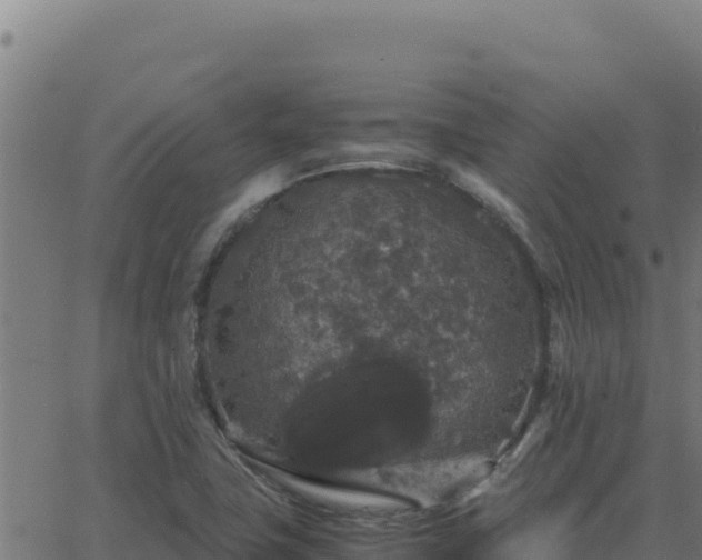 X0000062851411200601201652