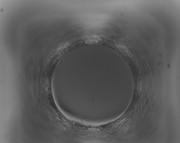 X0000062851445200601201651