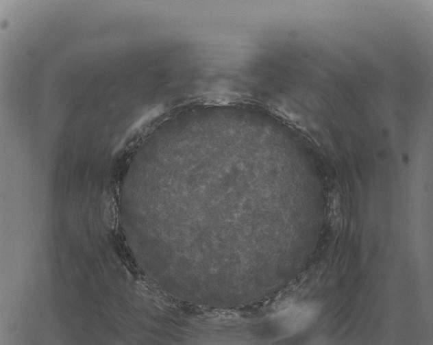 X0000062851446200601201651