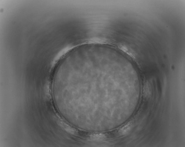 X0000062851454200601201651