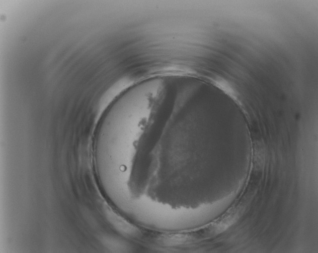 X0000062851474200601201651