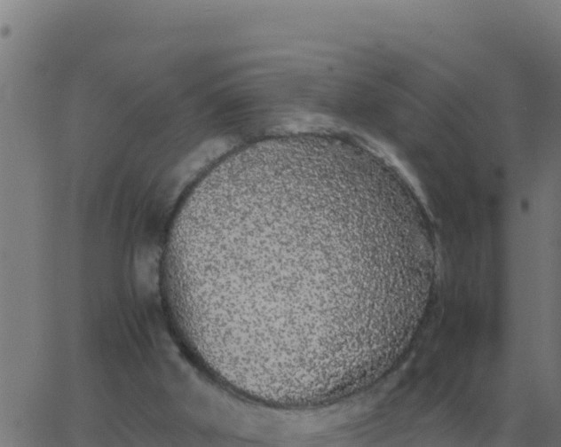 X0000062850010200601272053