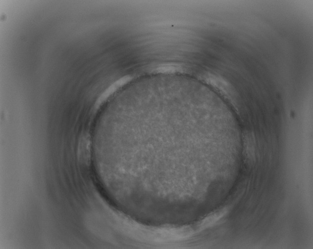 X0000062850016200601272053