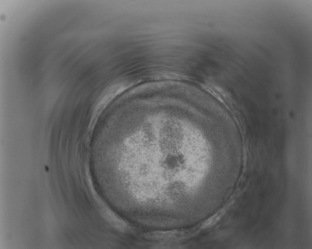 X0000062850049200601272051