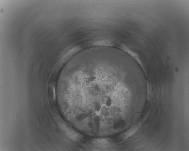 X0000062850061200601272052