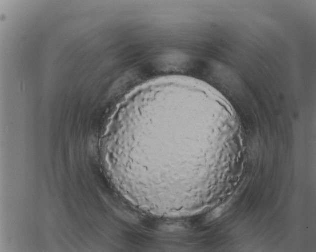 X0000062850175200601272050