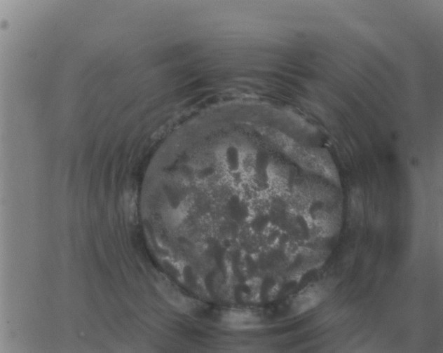 X0000062850177200601272050