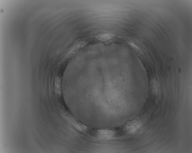 X0000062850234200601272049