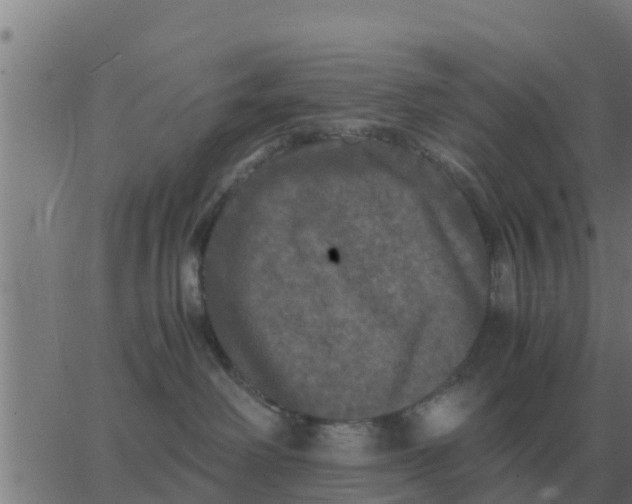 X0000062850238200601272049