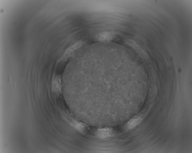 X0000062850240200601272049