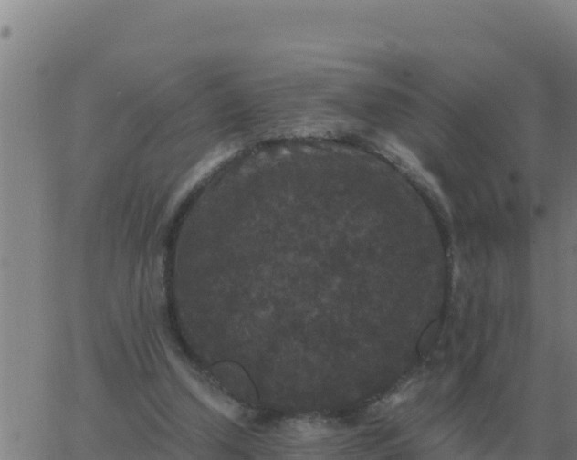 X0000062850250200601272048