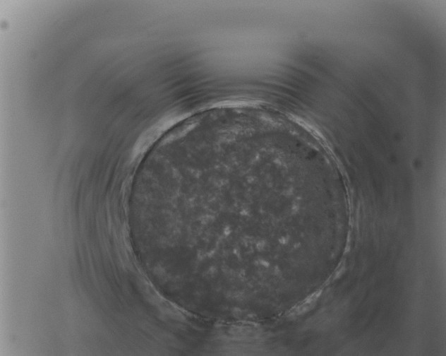 X0000062850337200601272047