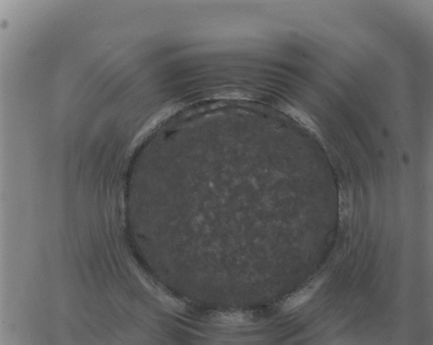 X0000062850349200601272047