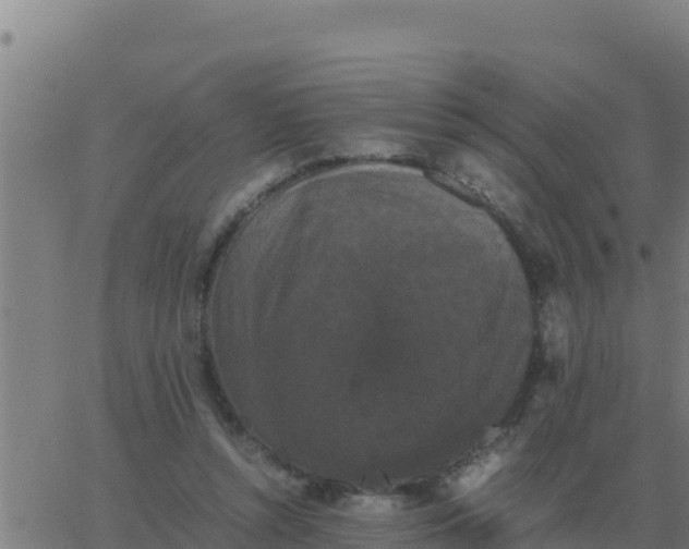 X0000062850352200601272047