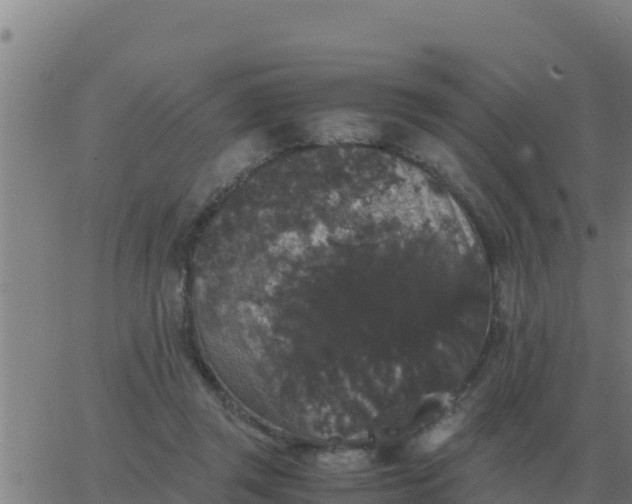 X0000062850357200601272047