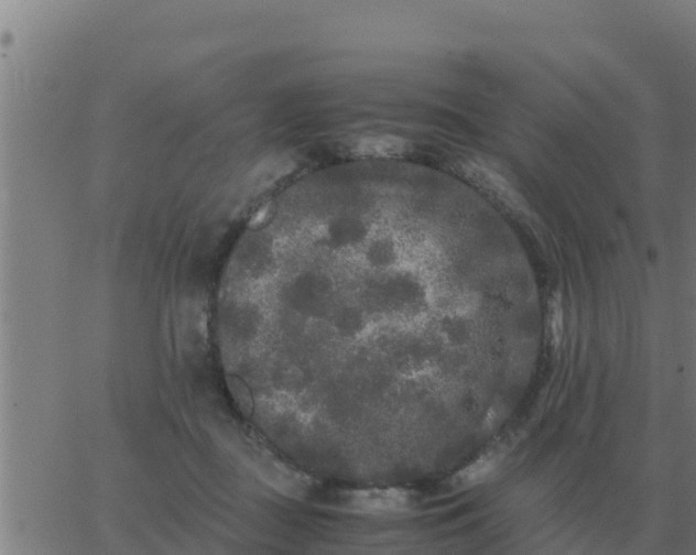 X0000062850363200601272047