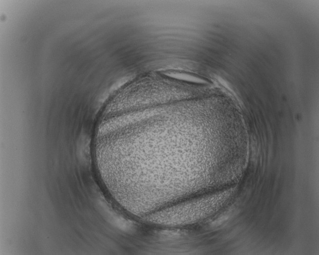 X0000062850394200601272046