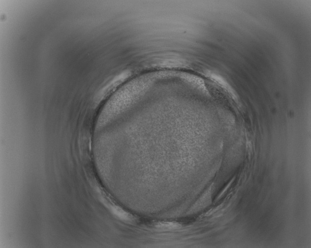 X0000062850397200601272046