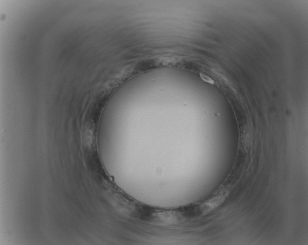 X0000062850417200601272046