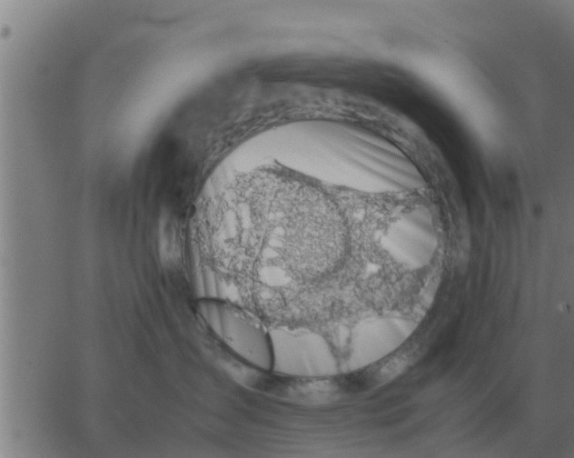 X0000062850431200601272046