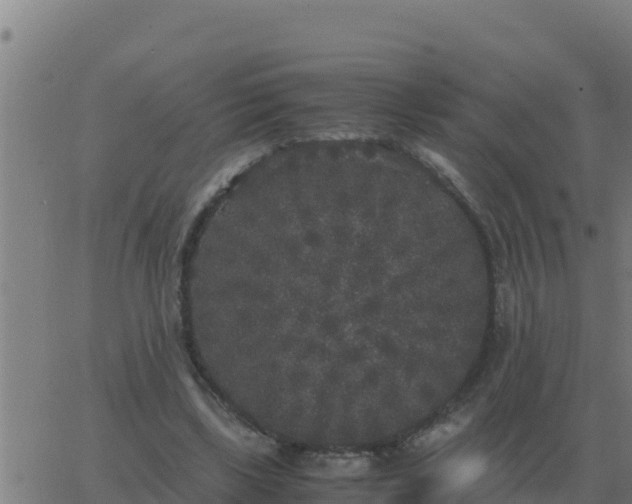 X0000062850443200601272045