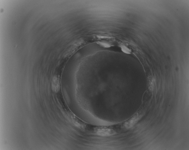 X0000062850471200601272046