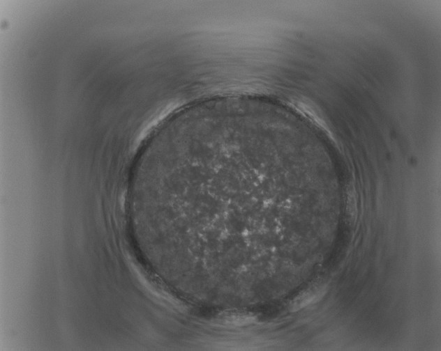 X0000062850491200601272045