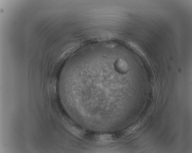 X0000062850501200601272045