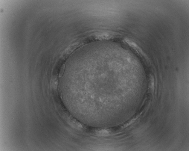 X0000062850513200601272045