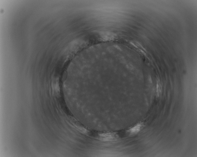 X0000062850516200601272044