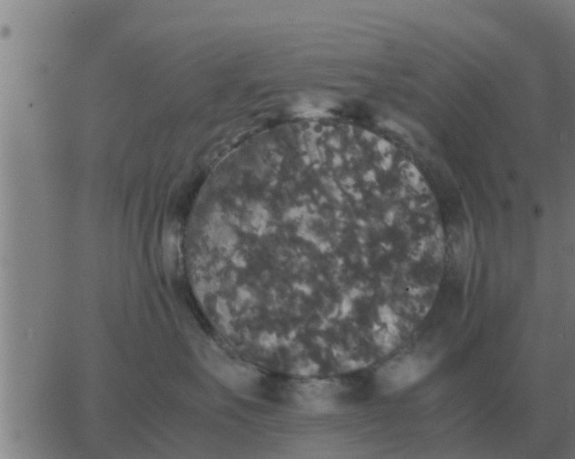 X0000062850527200601272044