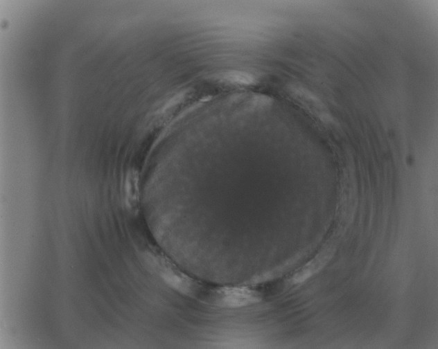 X0000062850528200601272044