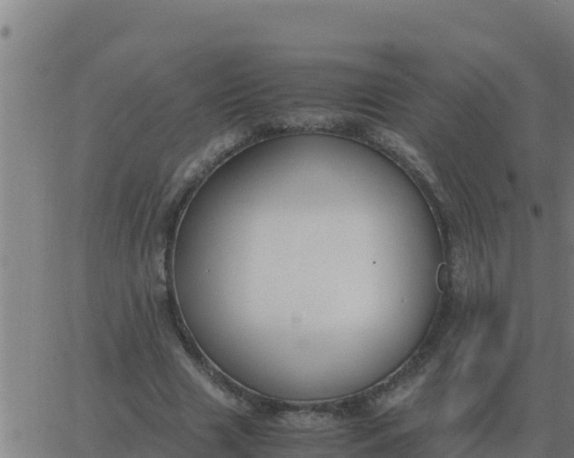 X0000062850633200601272042