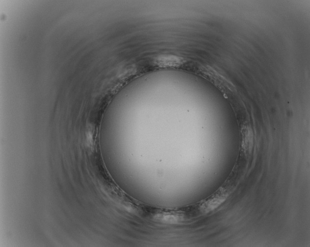 X0000062850655200601272042