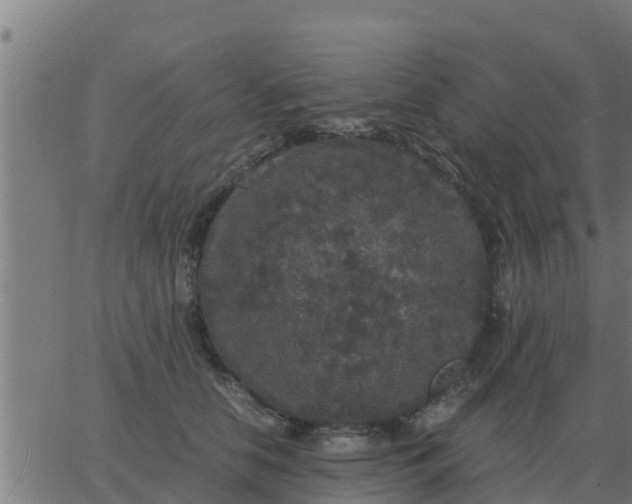 X0000062850658200601272043