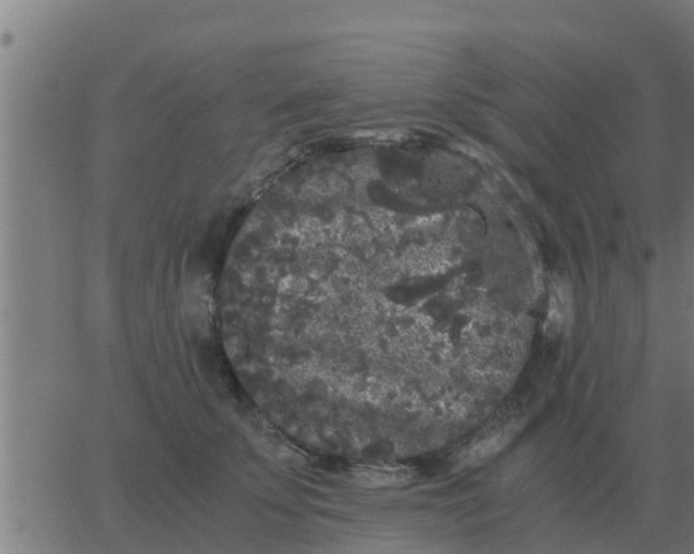 X0000062850707200601272041